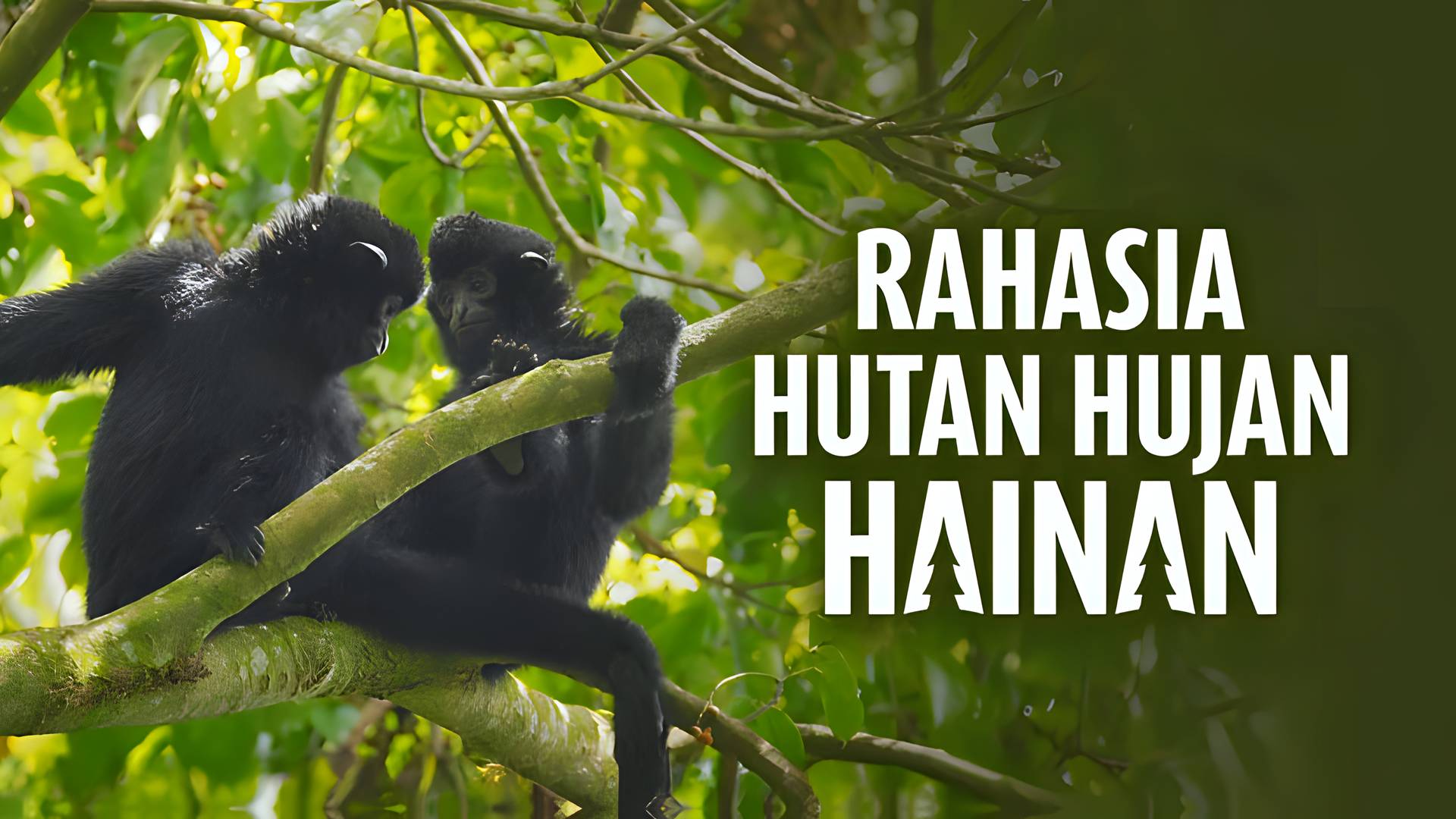 Rahasia Hutan Hujan Hainan