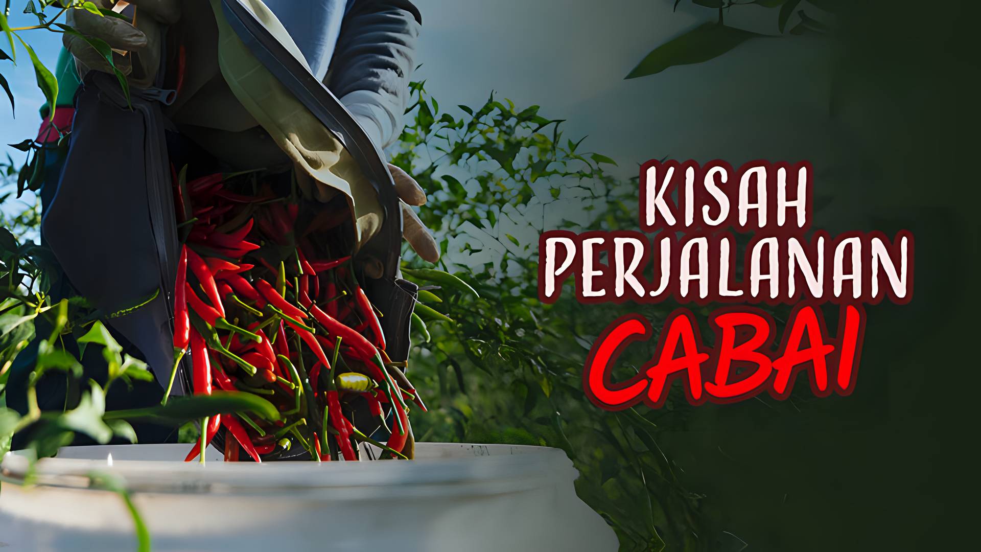 Kisah Perjalanan Cabai