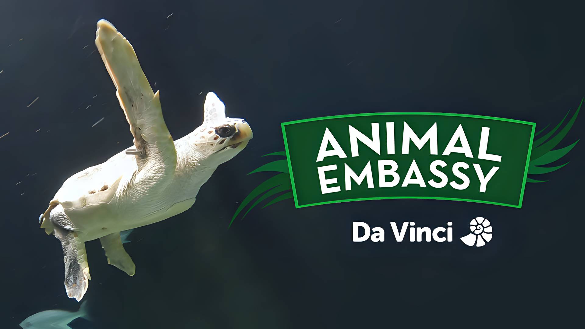 Animal Embassy
