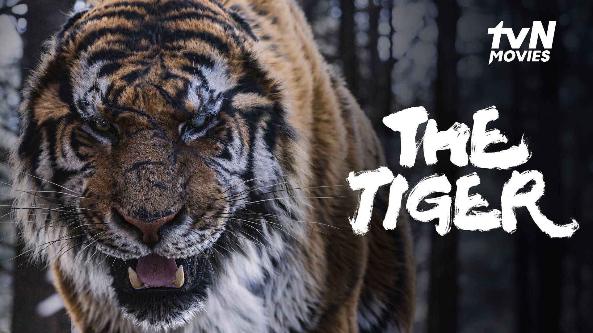 The Tiger